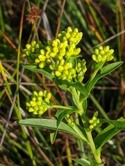 Solidago riddellii
