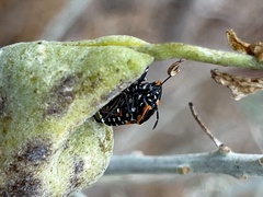 Murgantia histrionica