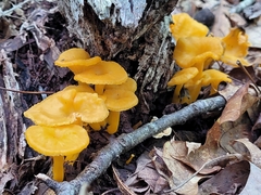 Craterellus ignicolor