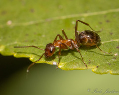 Formica pallidefulva