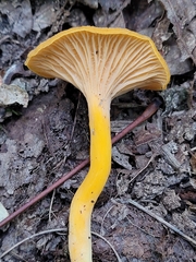 Craterellus ignicolor
