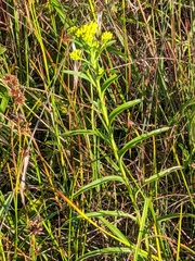 Solidago riddellii
