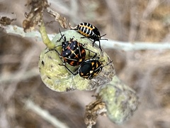Murgantia histrionica