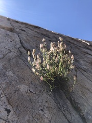 Silene sargentii