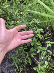 Hieracium megacephalon