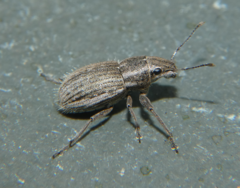 Naupactus leucoloma