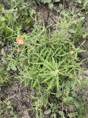 Sphaeralcea angustifolia