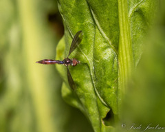 Ocyptamus fuscipennis