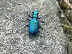 Cicindela sexguttata