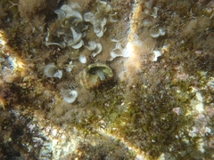 Clibanarius erythropus