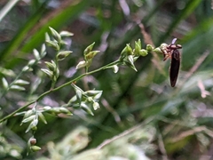 Holcocephala