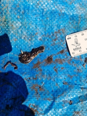 Arthurdendyus triangulatus