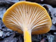 Craterellus ignicolor