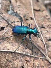 Cicindela sexguttata