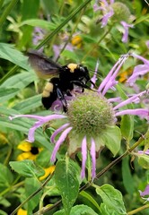 Bombus auricomus