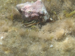 Clibanarius erythropus