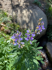 Lupinus latifolius