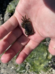 Hemigrapsus oregonensis