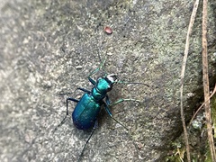 Cicindela sexguttata
