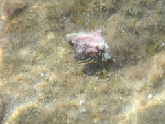 Clibanarius erythropus