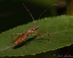 Rocconota annulicornis