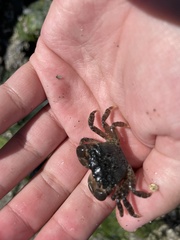 Hemigrapsus oregonensis