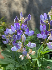 Lupinus latifolius