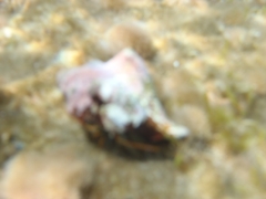 Clibanarius erythropus