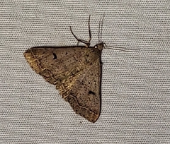 Bleptina caradrinalis