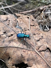 Cicindela sexguttata