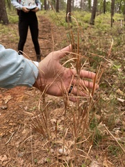 Andropogon gyrans
