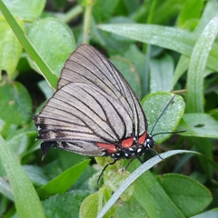 Atlides polybe