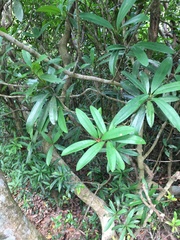 Myrsine seguinii