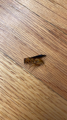 Polistes rubiginosus