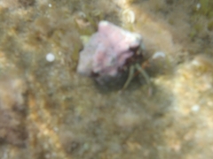 Clibanarius erythropus