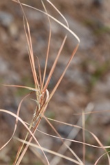 Andropogon gyrans