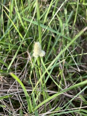 Cyperus sesquiflorus