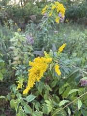 Solidago altissima