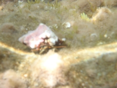 Clibanarius erythropus