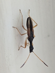 Myodocha serripes