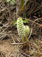 Platanthera elegans decurtata