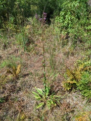 Carphephorus odoratissimus