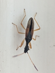 Myodocha serripes