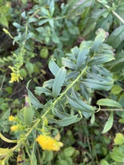 Solidago altissima