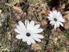 Dimorphotheca montana