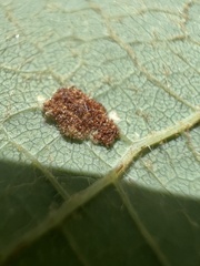 Colomerus vitis