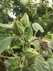 Hibiscus moscheutos