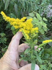 Solidago altissima
