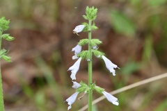Salvia lyrata