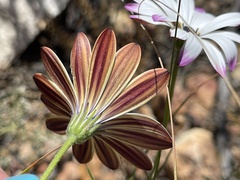 Dimorphotheca montana